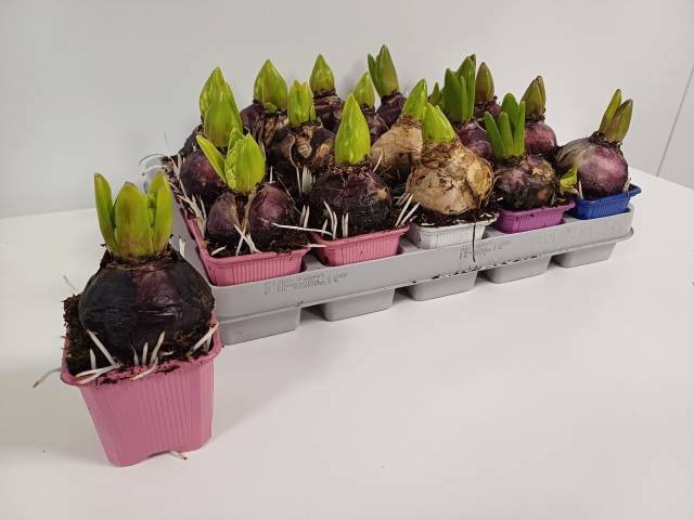 <h4>HYACIN GEM 4 KL</h4>