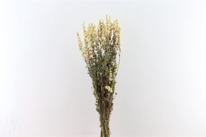 <h4>Dried Delphinium White Bunch</h4>