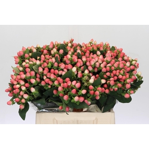 Hypericum Sweet Romance