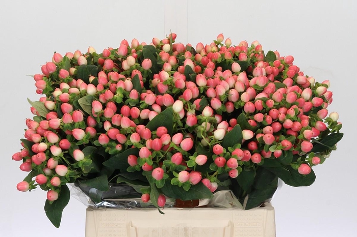 <h4>Hypericum Sweet Romance</h4>