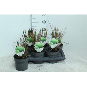 Miscanthus Sin Stric