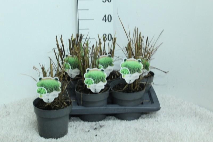 <h4>Miscanthus Sin Stric</h4>