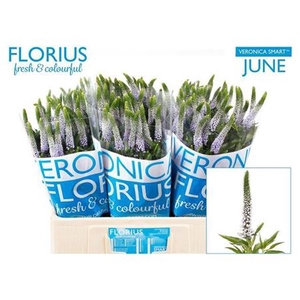 Veron Smart June Milka