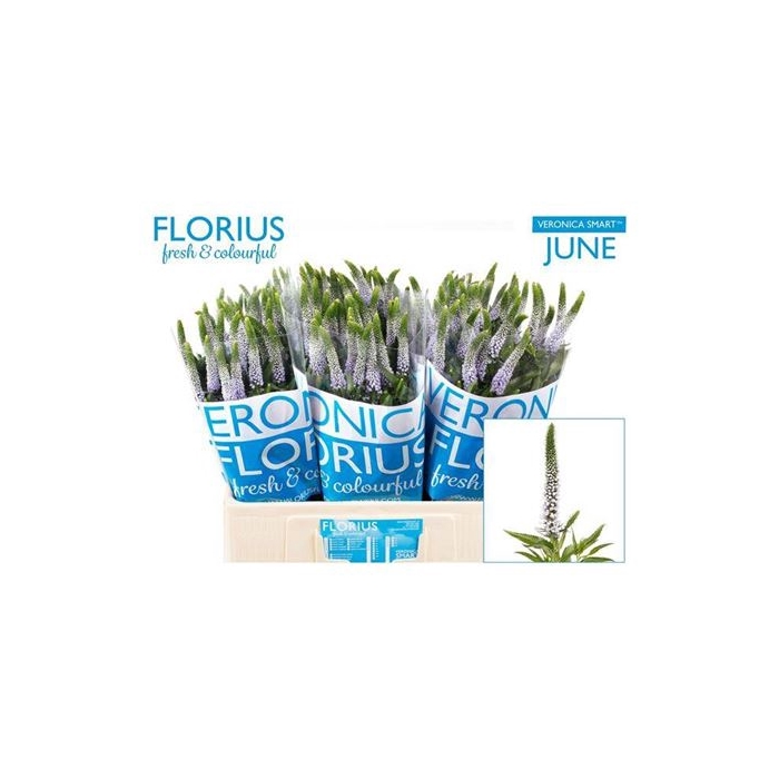 <h4>Veron Smart June</h4>