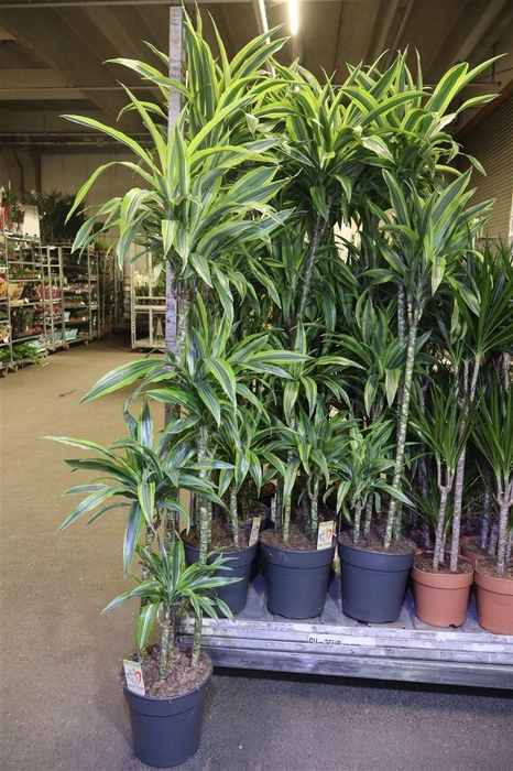 <h4>arr8 Dra De Lemon Lime</h4>