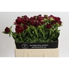Paeonia Old Faithful