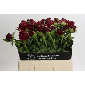 Paeonia Old Faithful