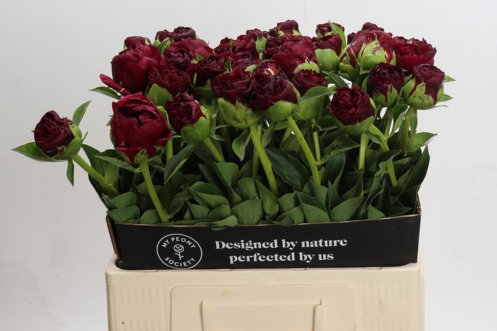 <h4>Paeonia Old Faithful</h4>