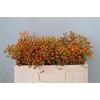 Rosa Prinsberry Orange 50cm