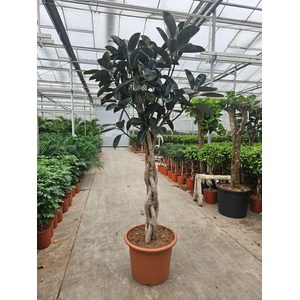 Ficus Burgundy