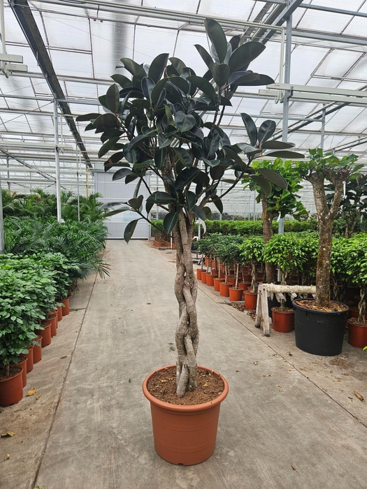 <h4>Ficus Burgundy</h4>