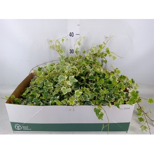 Hedera helix 'White Wonder'