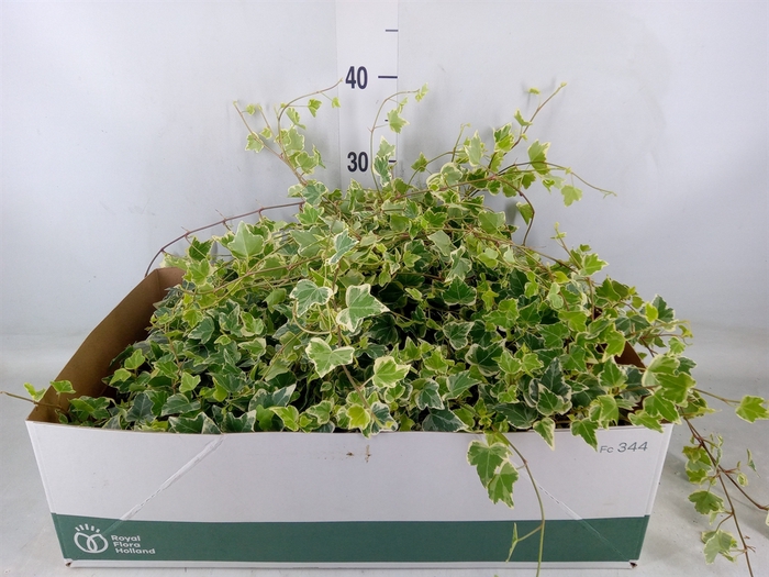 <h4>Hedera helix 'White Wonder'</h4>