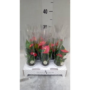 Anthurium andr. 'Red Champion'