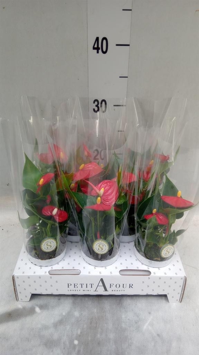 <h4>Anthurium andr. 'Red Champion'</h4>