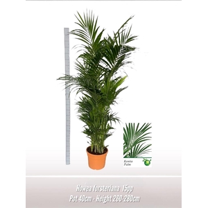 Howea forsteriana