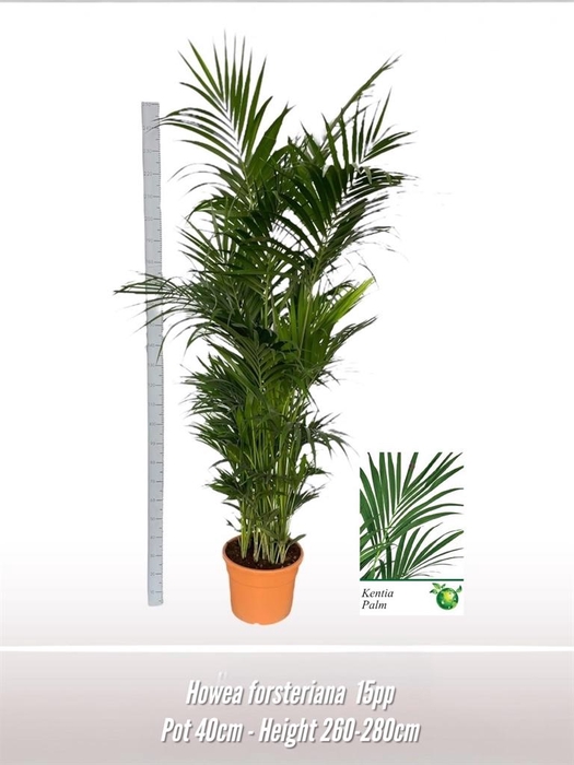 <h4>Howea forsteriana</h4>