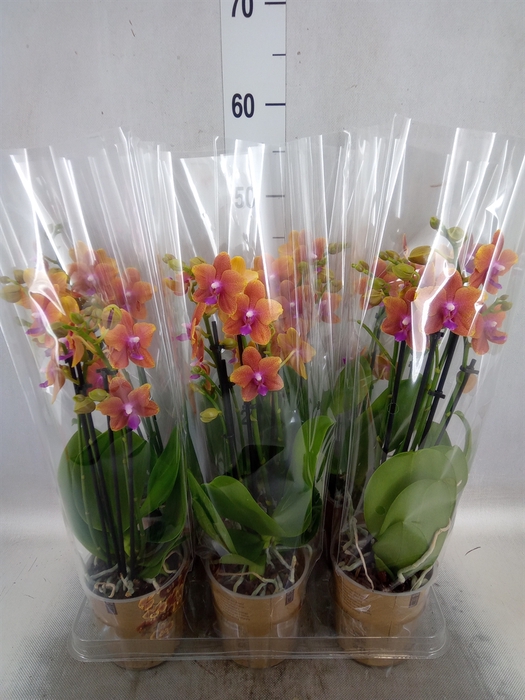 <h4>Phalaenopsis multi.   ...orange</h4>