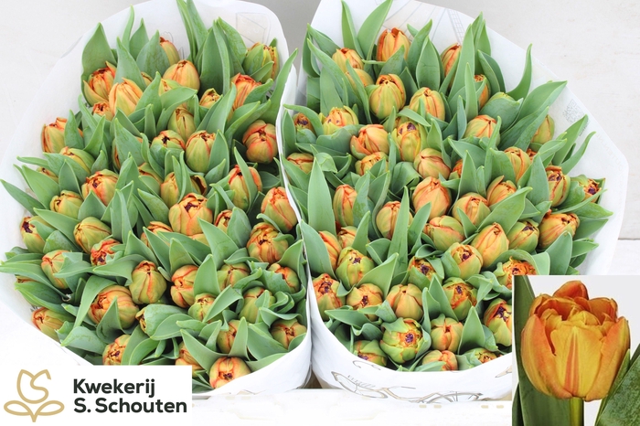 <h4>TU DU LORENZO</h4>