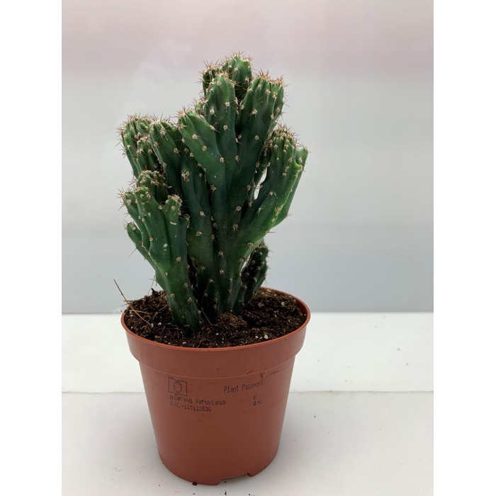 <h4>CERE MONSTR</h4>