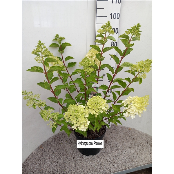 <h4>Hydrangea pan. Phantom struik 70 cm P26</h4>