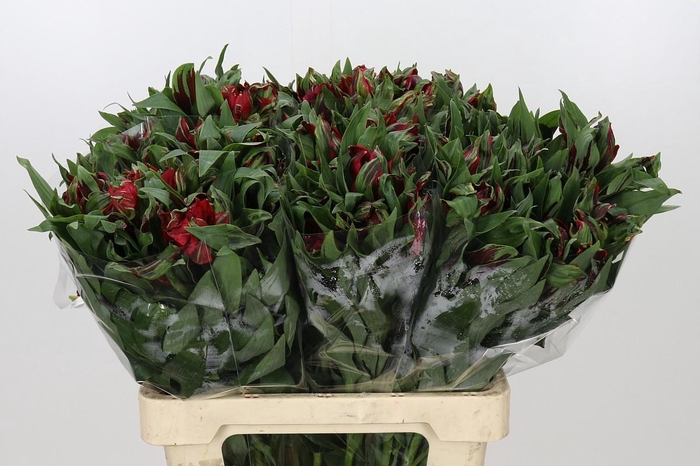 <h4>Alstroemeria Astronova Rigel</h4>