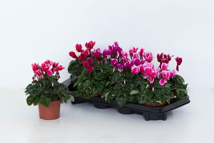 <h4>Cyclaam Super Serie Allure Fuji mix</h4>