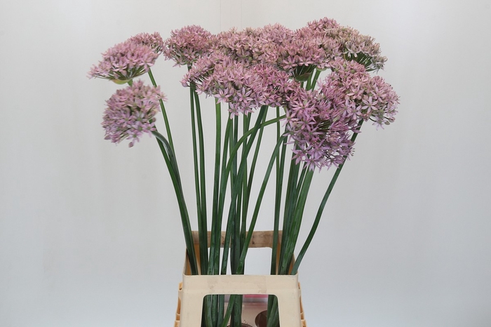 <h4>Allium Pink Jewel</h4>