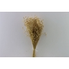 Dried Lino/vlas Natural Bunch