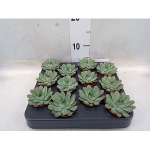 Echeveria pulidonis