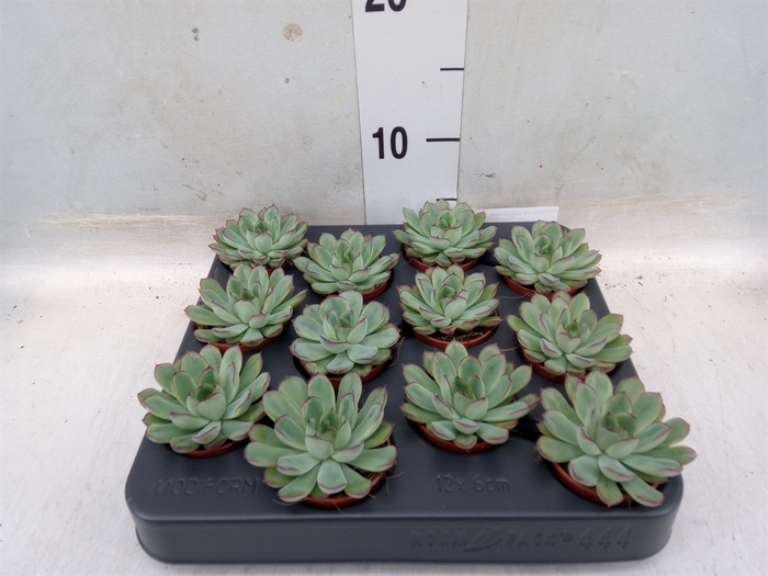 <h4>Echeveria pulidonis</h4>