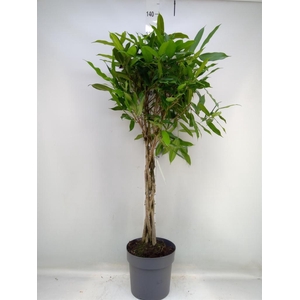 Ficus binn. 'Amstel King'