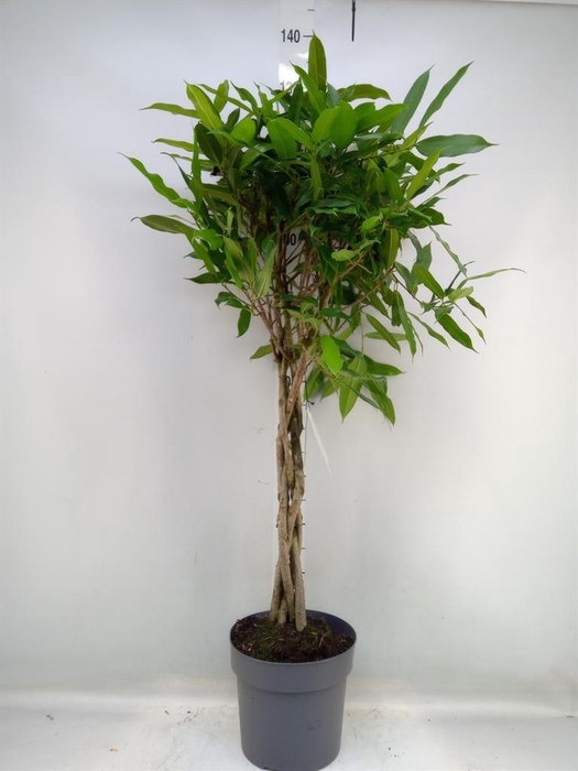 <h4>Ficus binn. 'Amstel King'</h4>