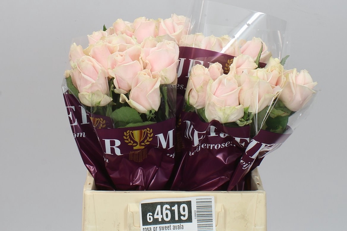 <h4>Rosa Gr Sweet Avalanche Ex</h4>
