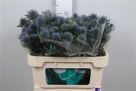 <h4>Eryn Magnetar Qstar</h4>