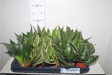 <h4>Sansev Trifascia Ov</h4>