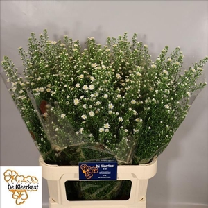 Aster Monte Cassino