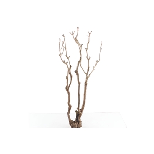 Syringa Branch Super Morago