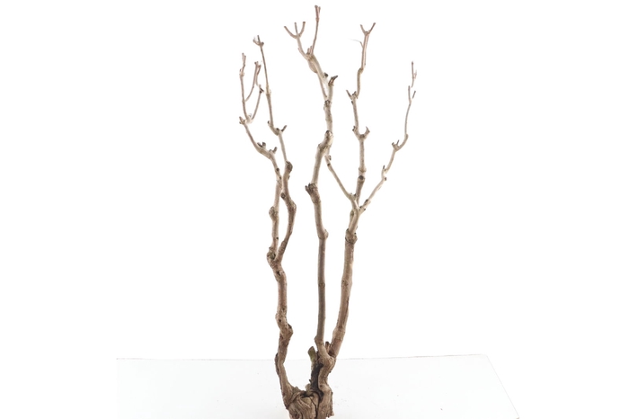 <h4>Syringa Branch Super Morago</h4>