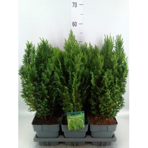 Chamaecyparis laws. 'Ellwoodii'