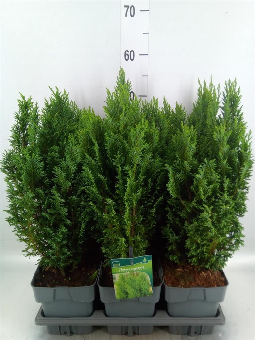 Chamaecyparis laws. 'Ellwoodii'