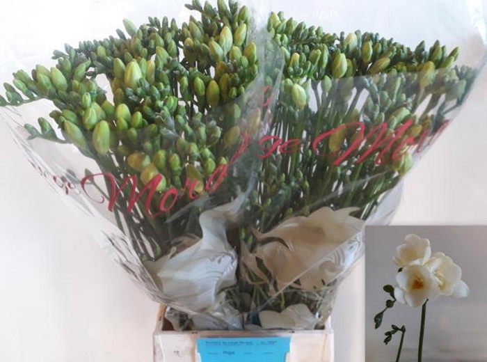 <h4>Freesia du Riga</h4>