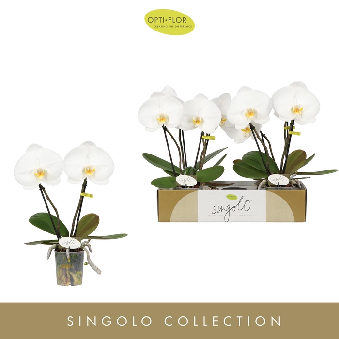 <h4>Singolo & Co Tosha</h4>