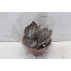 KALANCHOE THYRSIFLORA C21