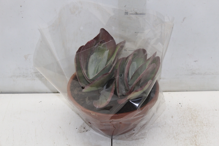 KALANCHOE THYRSIFLORA C21