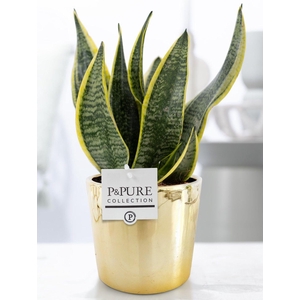 Sansevieria Trif. 