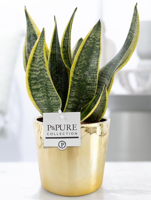 <h4>Sansevieria Trif. "Fut. S" in P&PURE Laryssa ceramics shiny gold</h4>