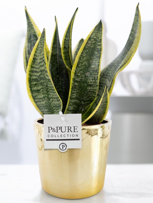 <h4>Sansevieria Trif. "Fut. S" in P&PURE Laryssa ceramics shiny gold</h4>