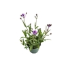 Verbena rigida