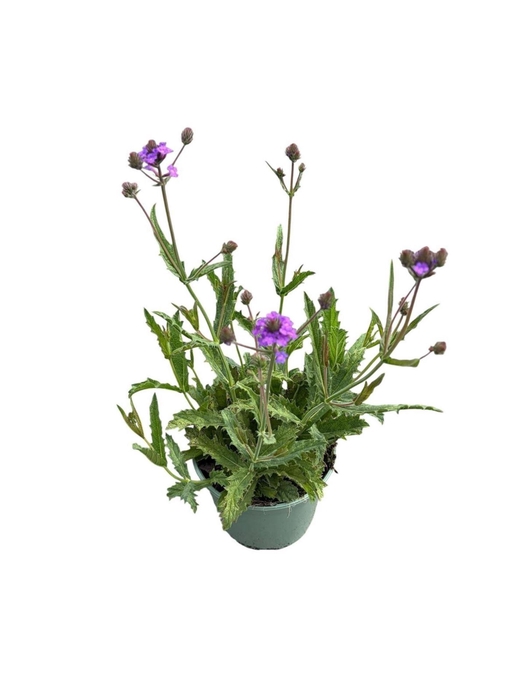 Verbena rigida